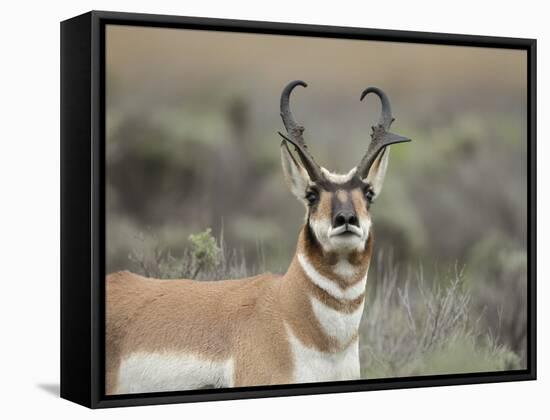 Pronghorn Buck Showing Territorial Behavior, Grand Tetons National Park, Wyoming-Maresa Pryor-Framed Stretched Canvas