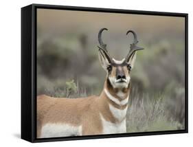 Pronghorn Buck Showing Territorial Behavior, Grand Tetons National Park, Wyoming-Maresa Pryor-Framed Stretched Canvas