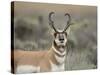 Pronghorn Buck Showing Territorial Behavior, Grand Tetons National Park, Wyoming-Maresa Pryor-Stretched Canvas