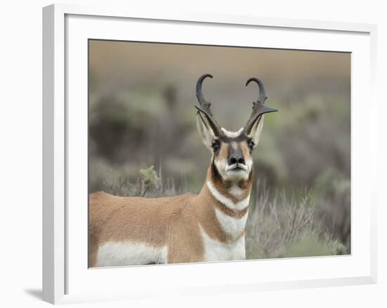 Pronghorn Buck Showing Territorial Behavior, Grand Tetons National Park, Wyoming-Maresa Pryor-Framed Photographic Print