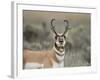 Pronghorn Buck Showing Territorial Behavior, Grand Tetons National Park, Wyoming-Maresa Pryor-Framed Photographic Print