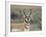 Pronghorn Buck Showing Territorial Behavior, Grand Tetons National Park, Wyoming-Maresa Pryor-Framed Photographic Print