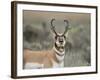 Pronghorn Buck Showing Territorial Behavior, Grand Tetons National Park, Wyoming-Maresa Pryor-Framed Photographic Print