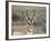 Pronghorn Buck Showing Territorial Behavior, Grand Tetons National Park, Wyoming-Maresa Pryor-Framed Photographic Print