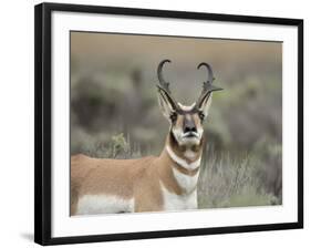 Pronghorn Buck Showing Territorial Behavior, Grand Tetons National Park, Wyoming-Maresa Pryor-Framed Photographic Print