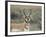 Pronghorn Buck Showing Territorial Behavior, Grand Tetons National Park, Wyoming-Maresa Pryor-Framed Photographic Print