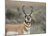 Pronghorn Buck Showing Territorial Behavior, Grand Tetons National Park, Wyoming-Maresa Pryor-Mounted Photographic Print