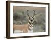 Pronghorn Buck Showing Territorial Behavior, Grand Tetons National Park, Wyoming-Maresa Pryor-Framed Photographic Print