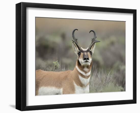 Pronghorn Buck Showing Territorial Behavior, Grand Tetons National Park, Wyoming-Maresa Pryor-Framed Photographic Print