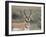 Pronghorn Buck Showing Territorial Behavior, Grand Tetons National Park, Wyoming-Maresa Pryor-Framed Photographic Print