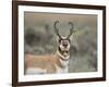 Pronghorn Buck Showing Territorial Behavior, Grand Tetons National Park, Wyoming-Maresa Pryor-Framed Photographic Print