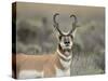 Pronghorn Buck Showing Territorial Behavior, Grand Tetons National Park, Wyoming-Maresa Pryor-Stretched Canvas