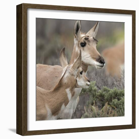 Pronghorn Doe with This Years Fawn, Grand Tetons National Park, Wyoming-Maresa Pryor-Framed Photographic Print