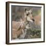 Pronghorn Doe with This Years Fawn, Grand Tetons National Park, Wyoming-Maresa Pryor-Framed Photographic Print
