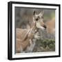 Pronghorn Doe with This Years Fawn, Grand Tetons National Park, Wyoming-Maresa Pryor-Framed Photographic Print