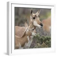 Pronghorn Doe with This Years Fawn, Grand Tetons National Park, Wyoming-Maresa Pryor-Framed Photographic Print