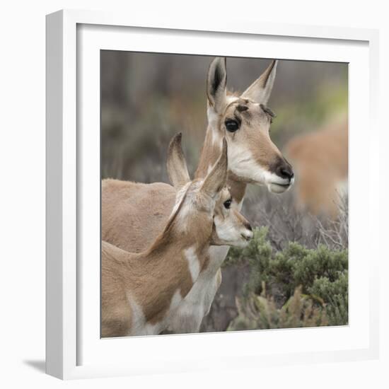 Pronghorn Doe with This Years Fawn, Grand Tetons National Park, Wyoming-Maresa Pryor-Framed Photographic Print