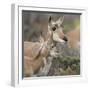 Pronghorn Doe with This Years Fawn, Grand Tetons National Park, Wyoming-Maresa Pryor-Framed Photographic Print