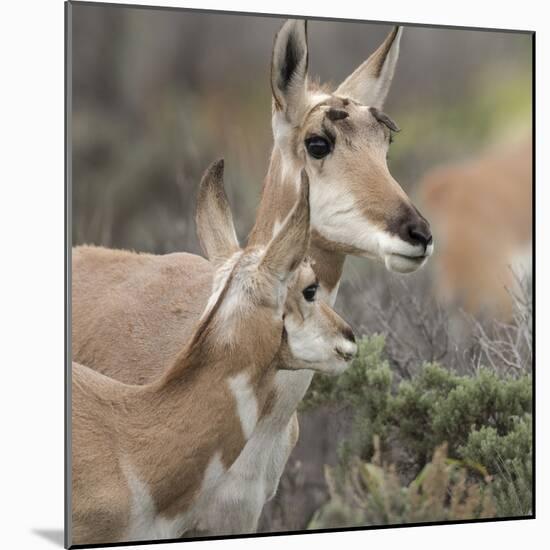 Pronghorn Doe with This Years Fawn, Grand Tetons National Park, Wyoming-Maresa Pryor-Mounted Photographic Print