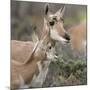 Pronghorn Doe with This Years Fawn, Grand Tetons National Park, Wyoming-Maresa Pryor-Mounted Photographic Print