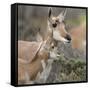 Pronghorn Doe with This Years Fawn, Grand Tetons National Park, Wyoming-Maresa Pryor-Framed Stretched Canvas