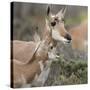 Pronghorn Doe with This Years Fawn, Grand Tetons National Park, Wyoming-Maresa Pryor-Stretched Canvas