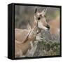 Pronghorn Doe with This Years Fawn, Grand Tetons National Park, Wyoming-Maresa Pryor-Framed Stretched Canvas