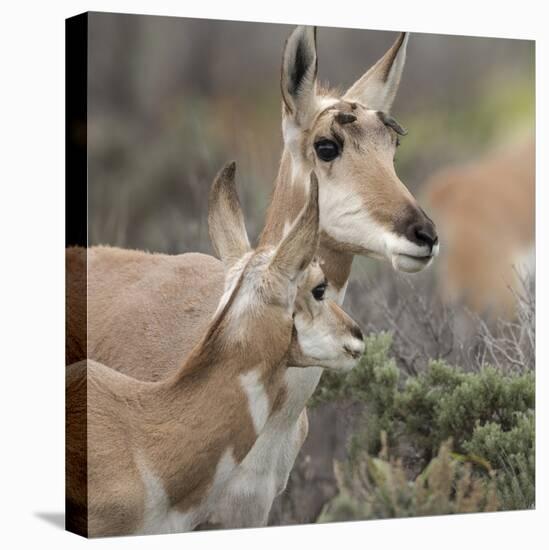 Pronghorn Doe with This Years Fawn, Grand Tetons National Park, Wyoming-Maresa Pryor-Stretched Canvas