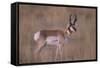 Pronghorn in Field-DLILLC-Framed Stretched Canvas