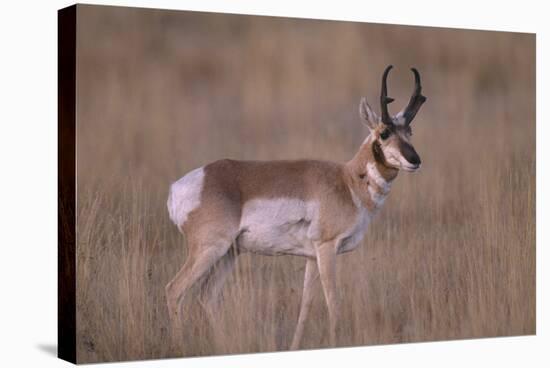 Pronghorn in Field-DLILLC-Stretched Canvas