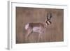 Pronghorn in Field-DLILLC-Framed Photographic Print