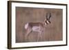 Pronghorn in Field-DLILLC-Framed Photographic Print