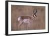 Pronghorn in Field-DLILLC-Framed Photographic Print