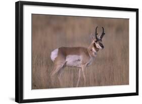 Pronghorn in Field-DLILLC-Framed Photographic Print