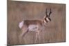 Pronghorn in Field-DLILLC-Mounted Photographic Print