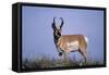 Pronghorn in Grass-DLILLC-Framed Stretched Canvas