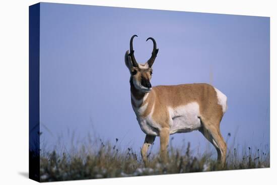 Pronghorn in Grass-DLILLC-Stretched Canvas