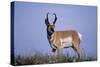 Pronghorn in Grass-DLILLC-Stretched Canvas
