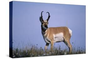 Pronghorn in Grass-DLILLC-Stretched Canvas
