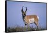 Pronghorn in Grass-DLILLC-Framed Stretched Canvas