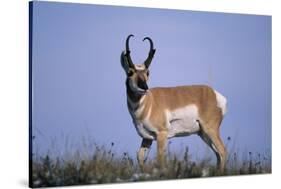 Pronghorn in Grass-DLILLC-Stretched Canvas