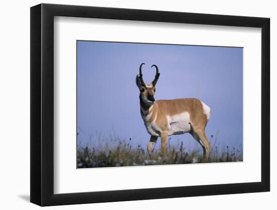 Pronghorn in Grass-DLILLC-Framed Photographic Print