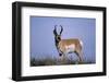 Pronghorn in Grass-DLILLC-Framed Photographic Print