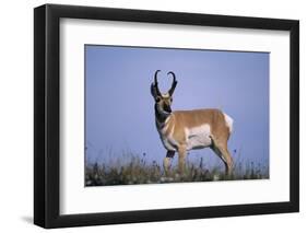 Pronghorn in Grass-DLILLC-Framed Photographic Print