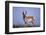 Pronghorn in Grass-DLILLC-Framed Photographic Print