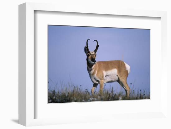 Pronghorn in Grass-DLILLC-Framed Photographic Print