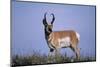 Pronghorn in Grass-DLILLC-Mounted Photographic Print