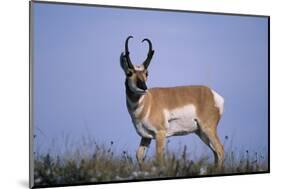 Pronghorn in Grass-DLILLC-Mounted Photographic Print
