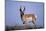 Pronghorn in Grass-DLILLC-Mounted Photographic Print