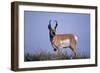 Pronghorn in Grass-DLILLC-Framed Photographic Print
